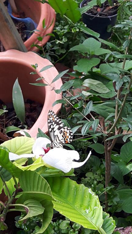 Hom Baan Chiang Mai Hotel Kültér fotó