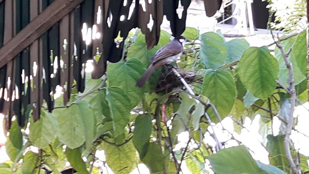 Hom Baan Chiang Mai Hotel Kültér fotó