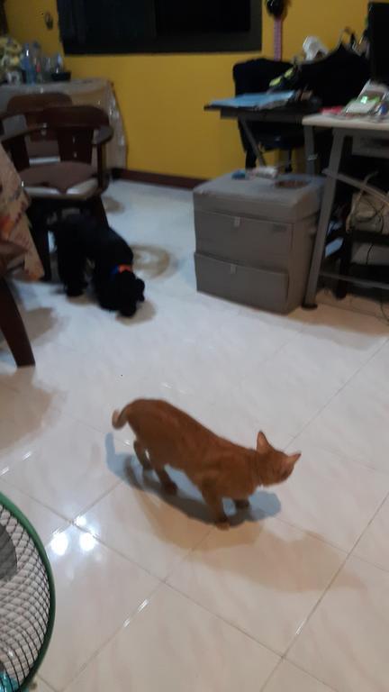 Hom Baan Chiang Mai Hotel Kültér fotó
